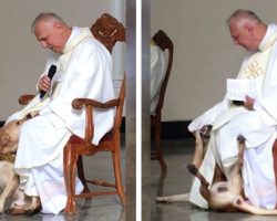 Stray dog crashes church service, and priest has the best reaction