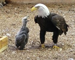 Male eagle who cared for rock like an egg gets a chance to be real dad to orphaned chick
