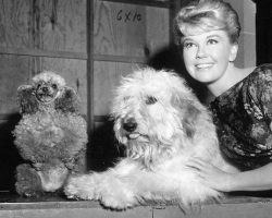 Doris Day: the iconic star’s life as an advocate for animals