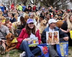 250 golden retrievers gather at Boston Marathon to pay tribute to beloved dogs