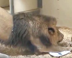 Lion dad meets baby son for the very first time and the reaction is priceless