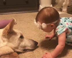 Baby showers her dog with kisses on the nose – nobody could predict his response