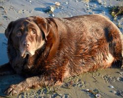 Family adopts overweight Labrador, 10 months later, his transformation is complete