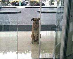 Flight attendant adopts stray dog who won’t quit waiting for her outside hotel