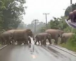 Driver stops to let elephants cross road, then one of them stops to ‘thank’ him