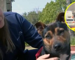 Nurse stops to rescue dog running down freeway: ‘lucky to be alive’