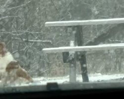 Lonely dog waits in same spot every day, then woman looks closer and realizes the heartbreaking truth