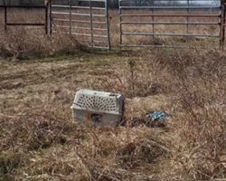 Bikers see an abandoned cage and what they find inside changes their lives forever