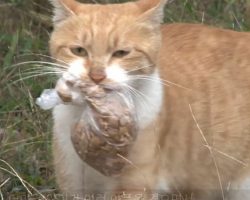 Stray cat refuses to eat unless food is in a bag: 1 day they follow her and discover her secret