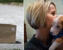 Woman finds puppy in dire condition dumped in cardboard box near her home