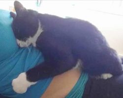 Cat refuses to get off pregnant owner’s belly – now watch her reaction when the baby is born