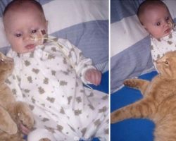 The baby is born with a fatal heart defect – then the cat refuses to leave his side