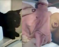 Parents hear cat’s screams coming from baby’s room – rushes to call 911