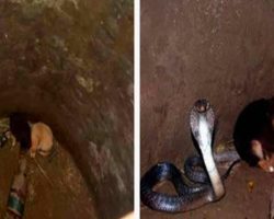 2 puppies fall into pit with a cobra – 48 hours later animal heroes are shocked