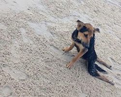 Locals ignore paralyzed dog then tourist takes one look and knows what to do