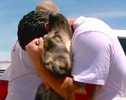 Soldier falls in love with stray dog in Iraq – 1 month later, dog loses it when they meet again