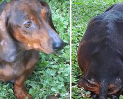 Woman meets pregnant dog abandoned in the woods, approaches only to make a horrific discovery