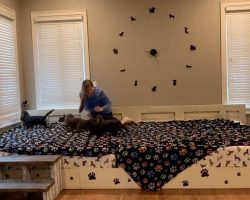 Couple builds custom 13-foot bed so they can sleep with all their dogs