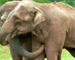 Former circus elephants separated for 22 years – cameras catch moment they reunite for the 1st time