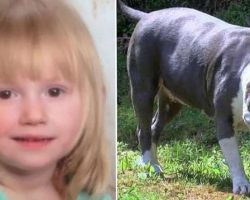 2-year-old girl disappears in woods – two days later, pitbull approaches mom with message