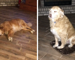 Mom accidentally ordered an extra-small doggie bed, but her big dog loves it anyway