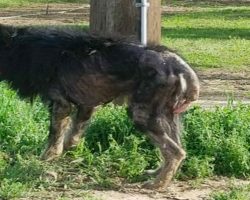 “Werewolf” stands on side of road for months: then a stranger approaches and sees the unthinkable