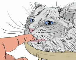 9 signs that your cat really loves you