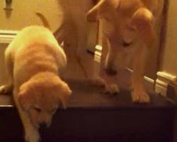 Sweet Puppy Teaches Timid Foster Puppy How To Get Down The Stairs