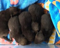 Man saves puppies but quickly realizes his big mistake