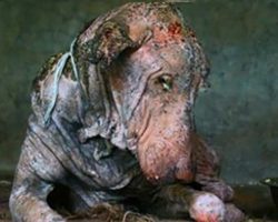 Dog is found dying by the side of the road, 2 months later his transformation is incredible