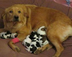 Pregnant rescue dog gives birth to a litter of “baby cows”