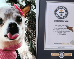 22-year-old Pebbles sets Guinness World Record as oldest living dog