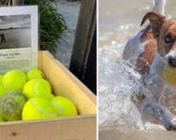 Owner sets up free tennis ball stand on beach in honor of dog who passed away