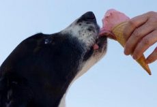 DIY Ice Cream for Dogs