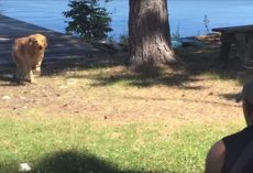 Man thought his dog died in the rapids – 10 days later, she comes running