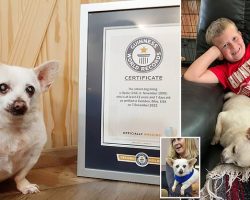Spike, a 23-year-old Chihuahua, officially named the world’s oldest living dog