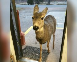 Deer visits gift shop – 30 minutes later, returns with incredible surprise