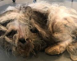 Dog’s so matted that no one knew what sort of dog he was – just look at him today after transformation