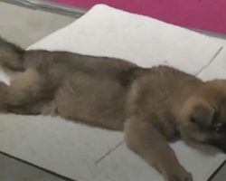 Vet gives puppy death sentence, reaches for needle – then boss takes look at her paws and shouts out