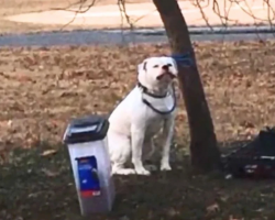 Man Stumbles Upon Shivering Dog Tied To Tree And Abandoned In The Freezing Cold