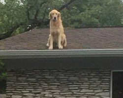 No one understands why family’s dog is always on the roof – when they explain, the internet melts