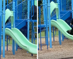 Mama Bear And Her Cub Decide To Have Some Fun On The Playground