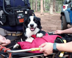Injured dog ‘extremely grateful’ after search-and-rescue team carries him down hiking trail