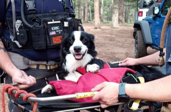 Injured dog ‘extremely grateful’ after search-and-rescue team carries him down hiking trail