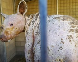 Young black bear with no fur found in dumpster – just look at her transformation 1 year later