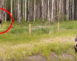 Guys stop to get a closer look at moose in forest – land in the middle of a rescue mission