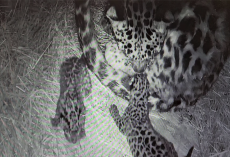 Zoo celebrates birth of critically endangered Amur leopard cubs, rarest cat species in the world
