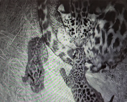 Zoo celebrates birth of critically endangered Amur leopard cubs, rarest cat species in the world