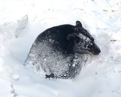 Black bear rescued after becoming trapped in frozen culvert