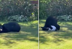 Wild Bear Snuggles With Newly Washed Bed Sheet That Was Hanging On The Line